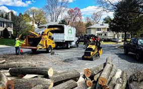 Best Tree Maintenance Programs  in Middle River, MD