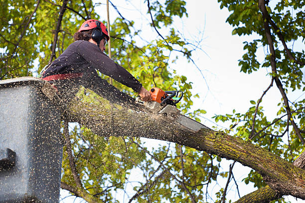 Best Tree Mulching Services  in Middle River, MD